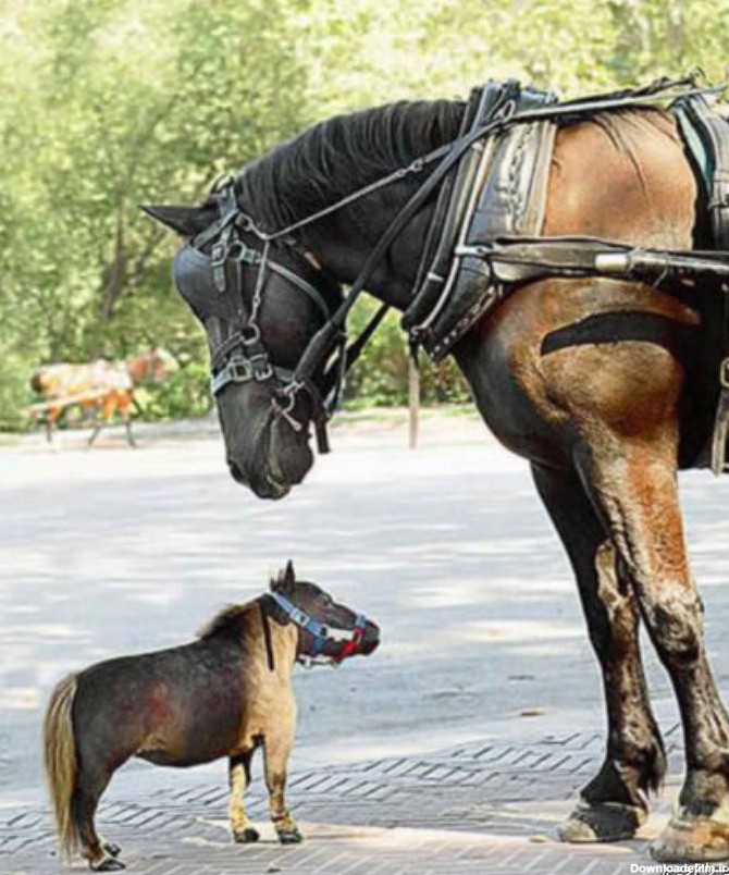 آخرین خبر | عکس/ کوچک ترین اسب دنیا