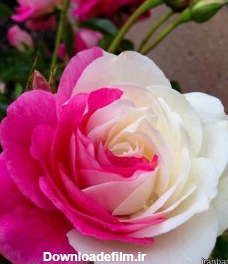 عکس گل رز سفید هلندی
