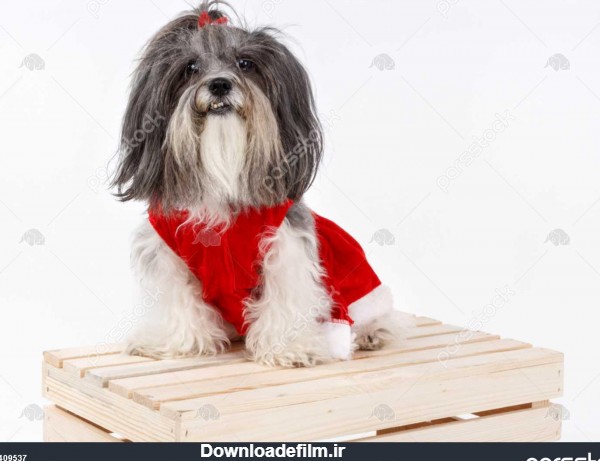 سگ ناز با لباس کریسمس و روبان قرمز 1409537
