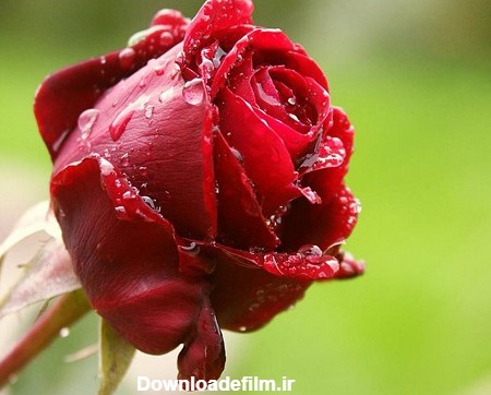 دانلود عکس پروفایل “گل های زیبا” | حیاط خلوت