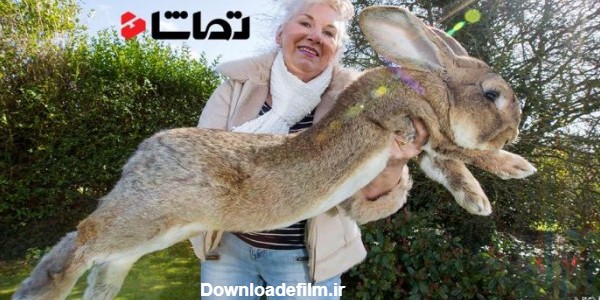 مجموعه عکس خرگوش صحرایی وحشی (جدید)