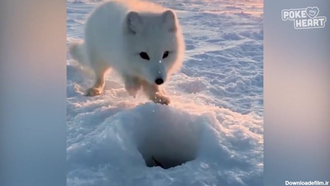 صحنه ای بسیار زیبا و دیدنی از بچه روباه سفید