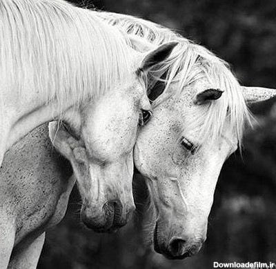 عکسهای اسب عاشقانه