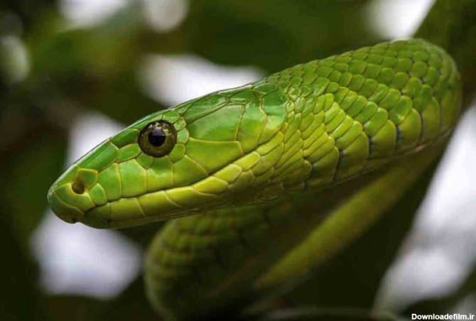 خطرناکترین گونه های ساکن آمازون را بهتر بشناسید (قسمت دوم) - کجارو