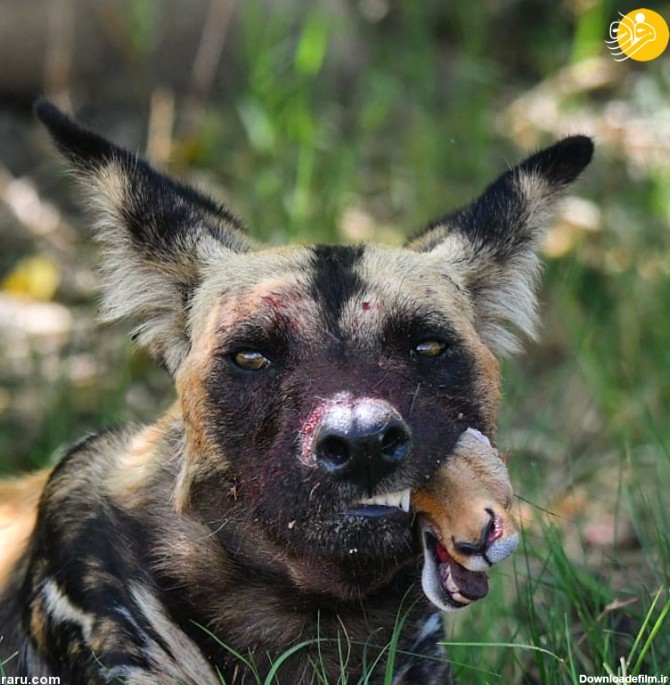فرارو | (تصاویر +16) سر آهو در دهان سگ وحشی!