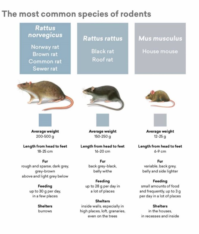 انواع موش