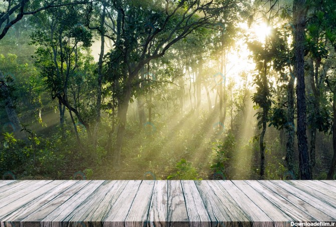 عکس باکیفیت منظره جنگل سرسبز - مرجع دانلود فایلهای دیجیتالی