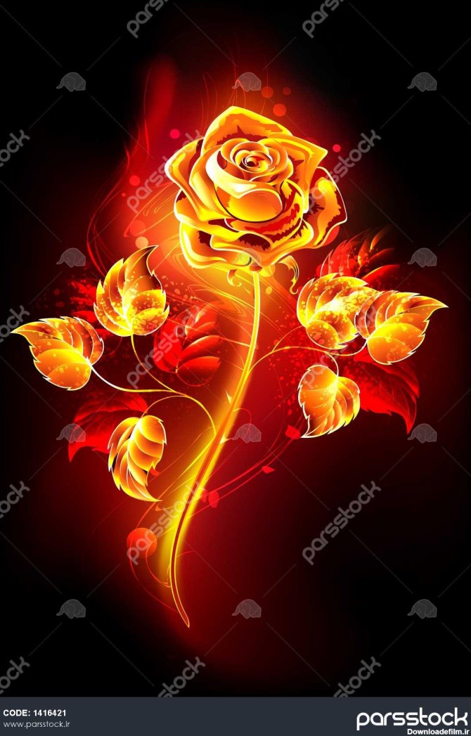 گل رز با ساقه بلند و برگ از شعله داغ روی پس زمینه سیاه 1416421