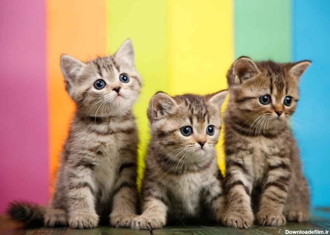 خرید کوچکترین گربه جهان | 7 نژاد گربه کوچک برای خرید | خرید گربه ...