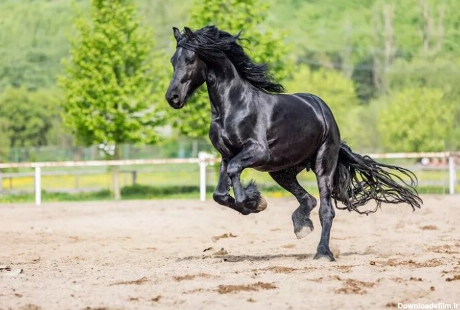 زیبایی این اسب هوش از سرتان می برد/عکس - خبرآنلاین