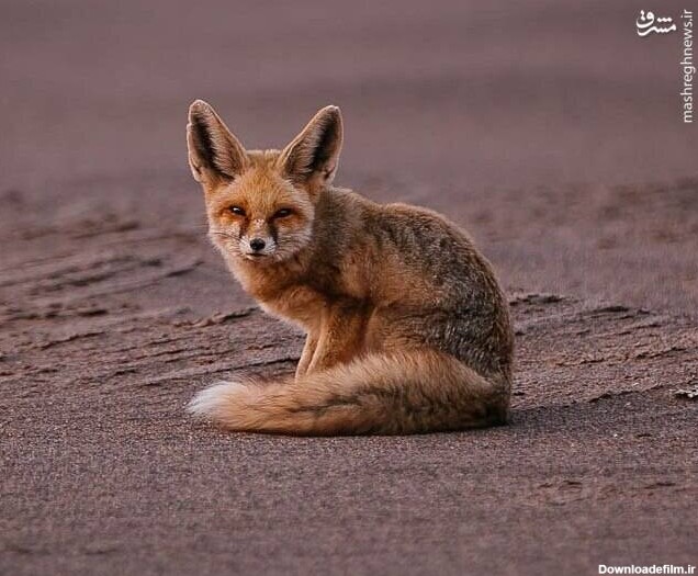 مشرق نیوز - عکس/ کوچکترین روباه ایران در دشت لوت