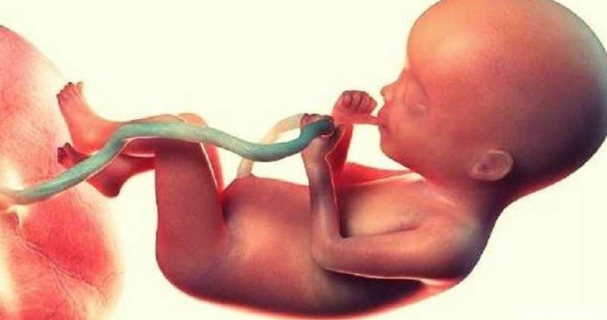 مراحل رشد هفته های جنین - بیمارستان ابن سینا