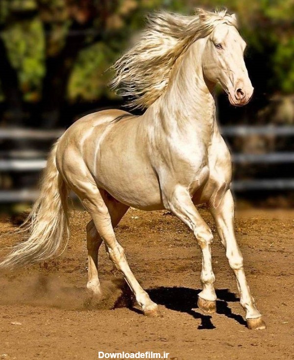 عکس زیباترین اسب جهان golden horse beautiful