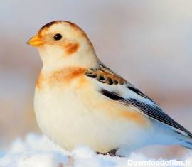 پرنده های زیبا و خارق العاده ی قطب شمال
