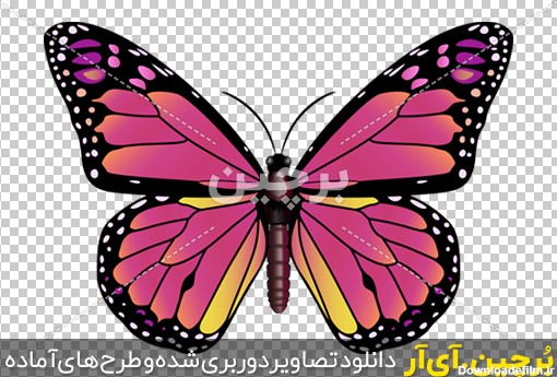 Borchin-ir-butterflie-large-vector_png_04 پروانه صورتی زیبا png2