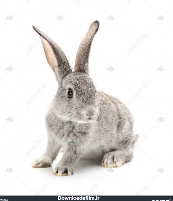 عکس خرگوش خاکستری و سفید