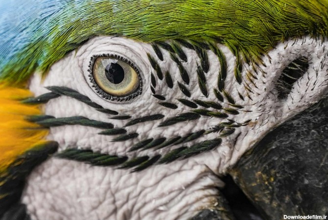 نمایی زیبا از چشم طوطی ماکائو + عکس