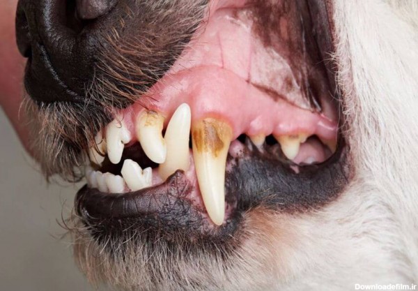 عفونت دندانی در سگ