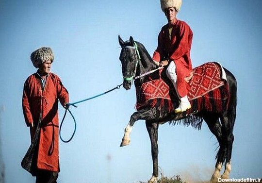 اسب ترکمن|جاذبه های فرهنگی استان گلستان|اطلاعات مفید | شیدرخ تراول