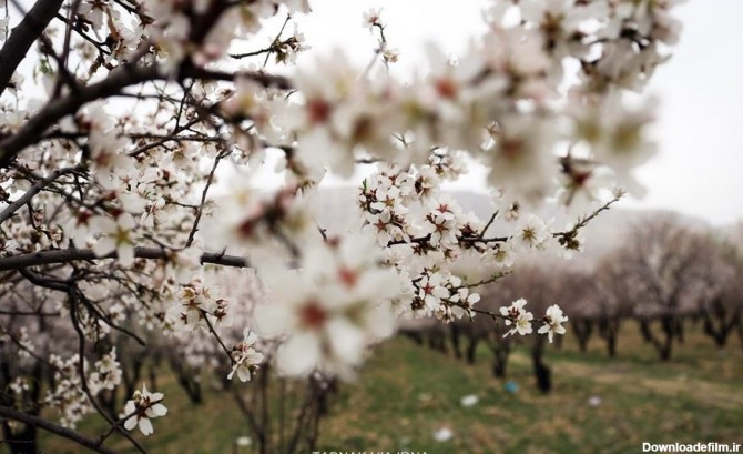 زیبایی های فصل بهار و شکوفه درختان در شیراز - تابناک | TABNAK