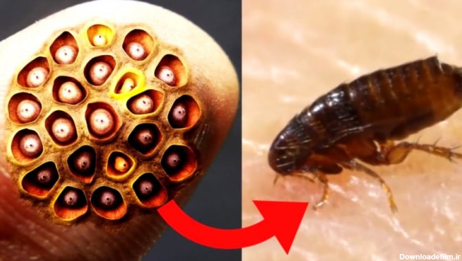 10 خطرناک ترین حشرات در جهان