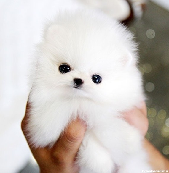 خرید سگ 100 هزار تومانی جیبی سایت تبلیغات رایگان آنی گاه