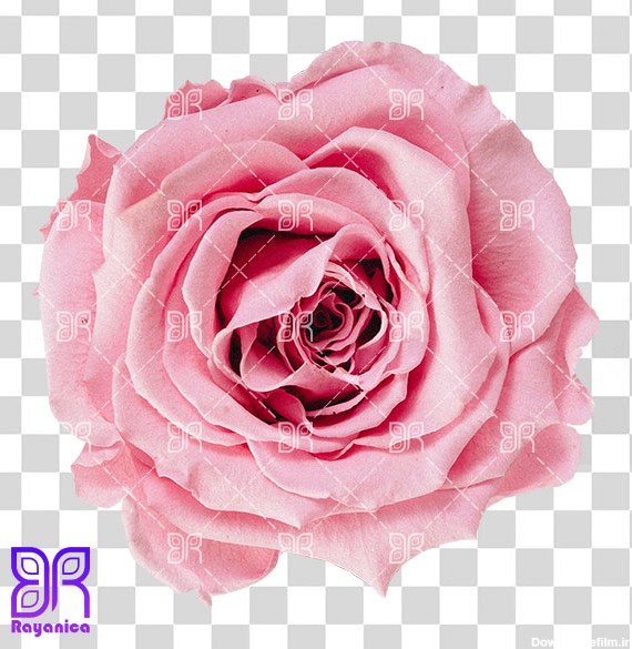 دانلود عکس گل رز صورتی بصورت دوربری - رایانیکا | دانلود رایگان ...