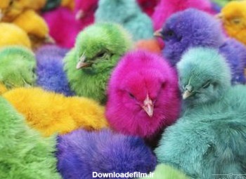 عکس جوجه های رنگی colorfull chicken