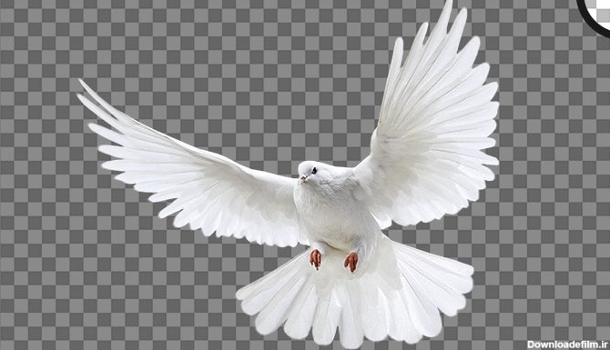 تصویر PNG رایگان کبوتر سفید در حال پرواز | فری پیک ایرانی ...
