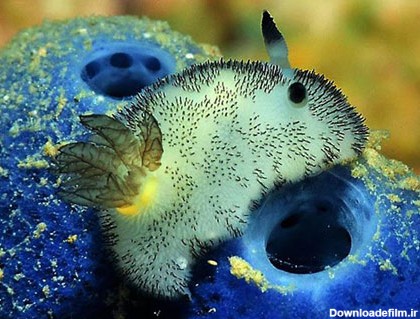 موجودی جالب به نام خرگوش دریایی - مجله تصویر زندگی