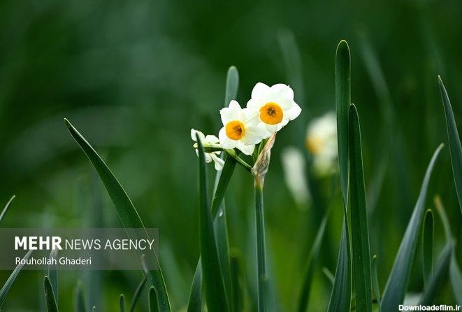 تصاویر| برداشت گل نرگس در آزادشهر