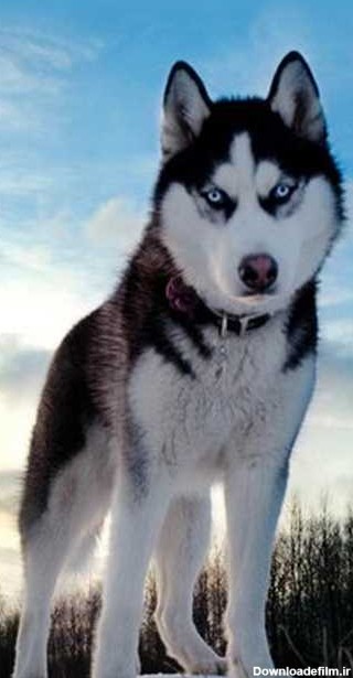 سگ سیبرین هاسکی توله چشم رنگی - کوثر