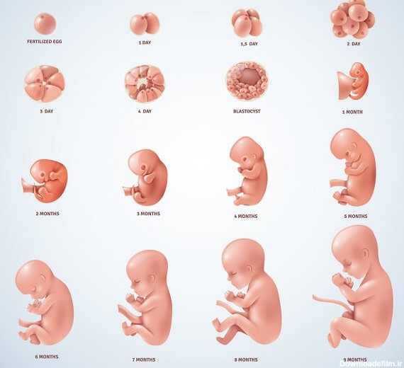 عکس جنین یک ماهه در شکم مادر