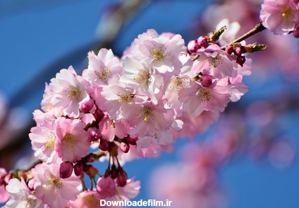 عکس های زیبا و رویایی از شکوفه های بهاری درختان گیلاس در ژاپن