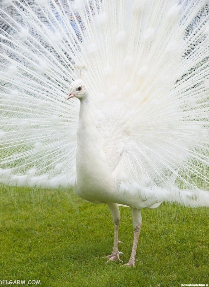 100 عکس خارق العاده از زیباترین طاووس های جهان