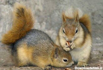 قاچاق سنجاب از جنگل‌های زاگرس؛ خطر انقراض در کمین این گونه بومی