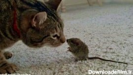 ملاقات گربه های خنده دار با حیوانات کوچولوی ناز(از موش تا خرگوش)