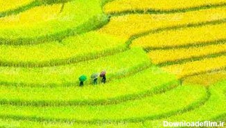 تصویر با کیفیت منظره زیبای مزرعه به همراه کشاورزی و چتر