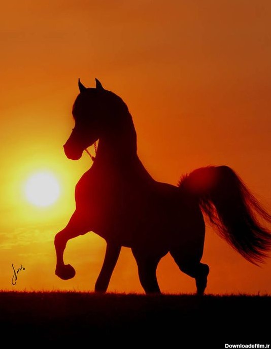 لیست اسپرم اسب های عرب سیلمی وارداتی به ایران با مجوز