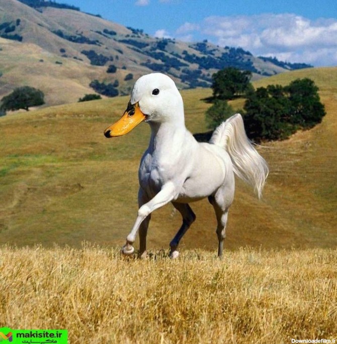 ترکیب اردک و اسب در فتوشاپ!