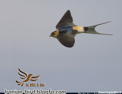 پرستوی دمگاه صورتی - Red-Rumped Swallow in flight