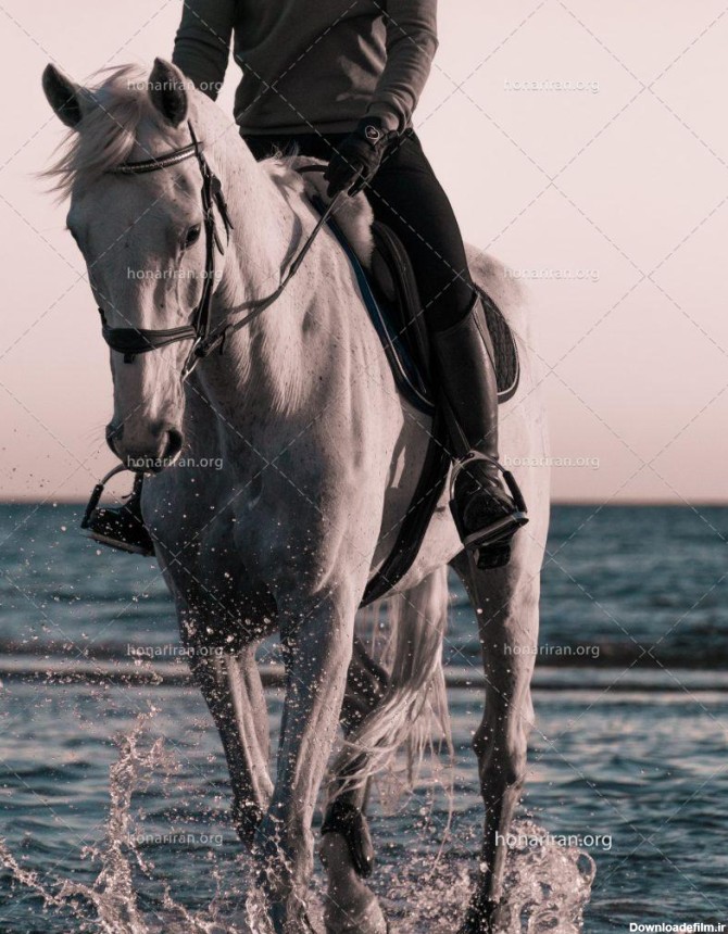 عکس با کیفیت اسب سواری داخل آب لب دریا