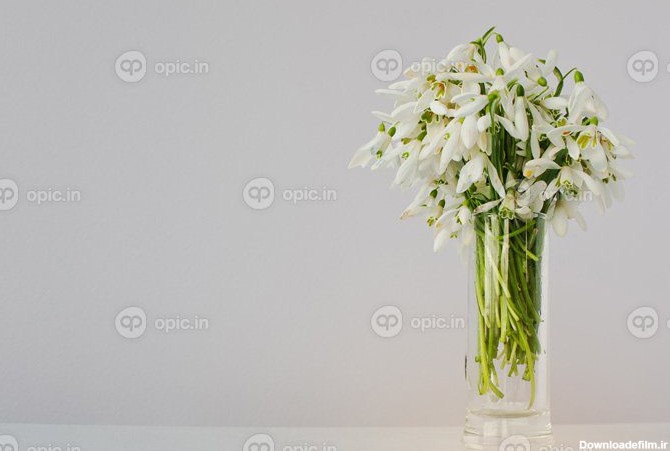 دانلود عکس گل های برفی در گلدان در پس زمینه سفید | اوپیک