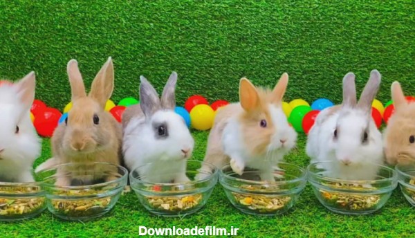 6 بچه خرگوش بامزه دست آموز