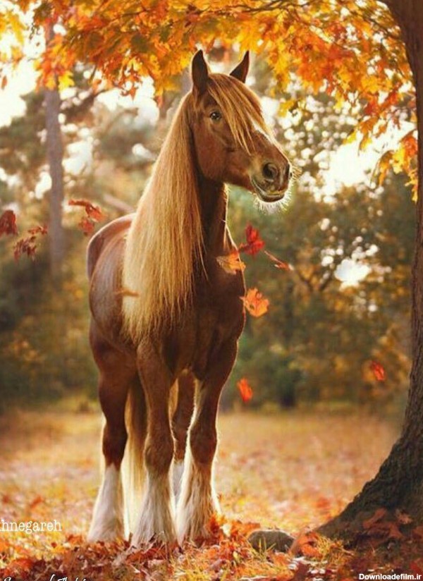 مدل نقاشی اسب سری 2 - نقاشی سمیه فتحی