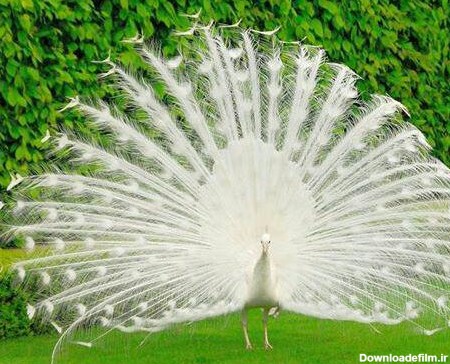 تخم نطفه دار طاووس سفید – فراز نطفه