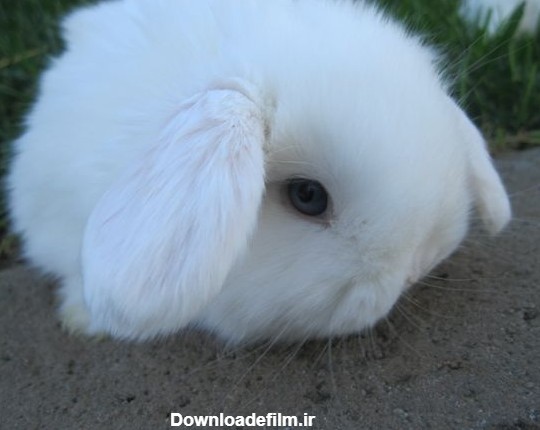خرگوش هلندی