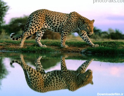 پلنگ گربه وحشی leopard wallpaper