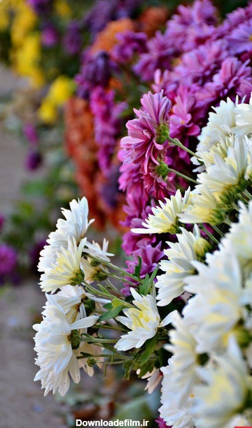 تصاویر زیبای گل‌های پاییزی در خمین-پایگاه خبری دیار آفتاب