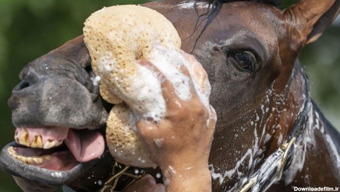 حمام کردن اسب را ببینید + عکس
